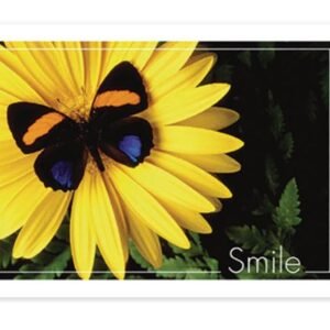 Sherman Dental BUTTERFLY SMILE POSTCARD